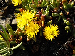 Chasmatophyllum ✓