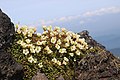 Diapensia obovata na hoře Ontake v Japonsku