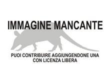 Immagine di Plaxhaplous mancante