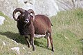 Soay sheep