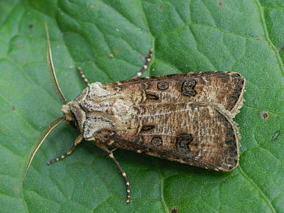 Noctuinae Agrotis clavis