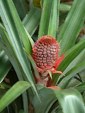 Blomstrende Ananas Foto: Esskay