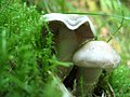 !Cortinarius alboviolaceus!