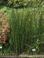 Equisetum hyemale