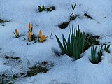 雪を割るスイセン