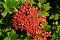 Ixora coccinea en Miami