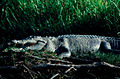 Salt water crocodile - Kakadu National Park.