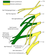 Lumbar plexus fr.svg