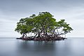 Mangrove Islet