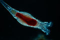 Image 19 Rotifers Credit: Frank Fox The rotifers (/ˈroʊtɪfərz/, from Latin rota 'wheel' and -fer 'bearing'), sometimes called wheel animals or wheel animalcules, make up a phylum (Rotifera /roʊˈtɪfərə/) of microscopic and near-microscopic pseudocoelomate animals. (Full article...) More selected pictures