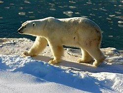 Orso polare fotografato nel Parco nazionale di Wapusk.