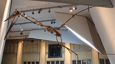 Esquelet de Quetzalcoatlus muntat en una postura voladora al Royal Ontario Museum