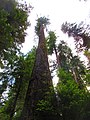 Old growth Douglas Firs