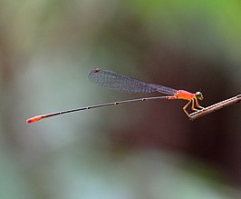 Teinobasis rufithorax