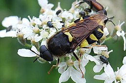 Stratiomys chamaeleon