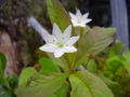 Trientalis Europaea