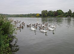 Geese in the Moselle rive, Remich.