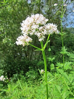 Rohtovirmajuuri (Valeriana officinalis)