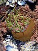 Bottom-dwelling sea creature consisting of a brown bowl-like vessel that holds many green tentacles with pink tips