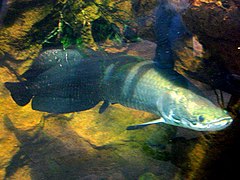 Arapaima allo Shedd Aquarium