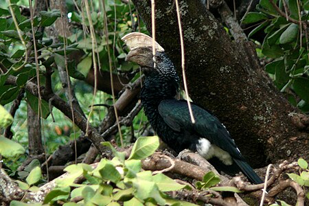 Zilveroorneushoornvogel in het Manyara Nationale Park (Bycanistes brevis)