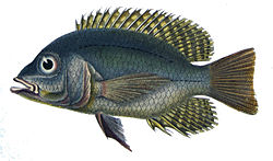 Chaetobranchus flavescens