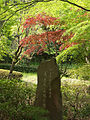 東高根森林公園