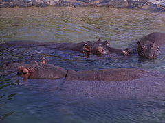 Hippopotames.