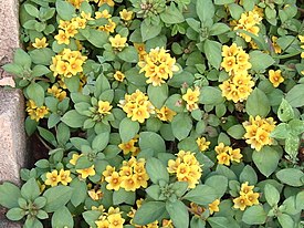 Kesäalpi (Lysimachia congestiflora)