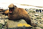 Gajah laut dengan moncong hidung yang besar