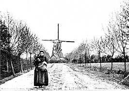 Molen de Vogelenzang begin 20e eeuw.