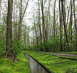 Kanał Rudawki w zespole przyrodniczo-krajobrazowym Olszyna