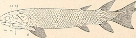 Tristichopterus