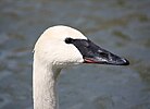 Seite 28: File:Trumpeter Swan 034.jpg Autor: Ltshears Lizenz: GNU 1.2+, CC BY-SA 3.0