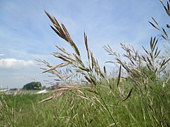 Brome dressé.