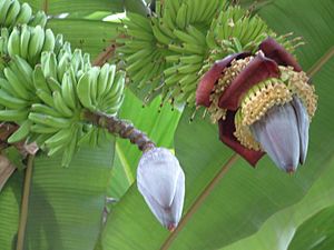 Banaan (Musa × paradisiaca) Cavendish