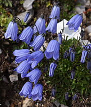 Campanula cochleariifolia