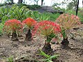 Small stand of bulbs - 3 in flower, one running to seed