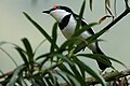 Male photographed at Bwindi, SW. Uganda