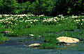 Image 6A stand of Cahaba lilies (Hymenocallis coronaria) in the Cahaba River, within the Cahaba River National Wildlife Refuge (from Alabama)