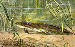 Ceratodus por Heinrich Harder, ca 1920