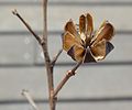 Loculicidal dehiscence. The locules of Lagerstroemia capsules split as the fruit opens, and the septa remain intact.