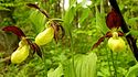 Cypripedium calceolus