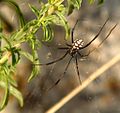 Latrodectus tredecimguttatus - mascul