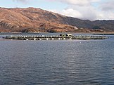 Marine Harvest operation on Loch Ailort, Scotland