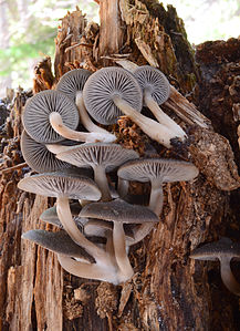 Mycena overholtsii, by Noah Siegel