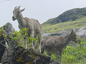 Nilgiri-Tahr