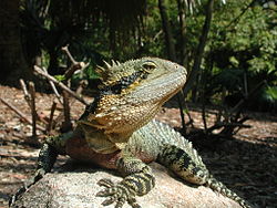 Australski vodeni zmaj, Physignathus lesueurii