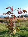 トウゴマ Ricinus communis