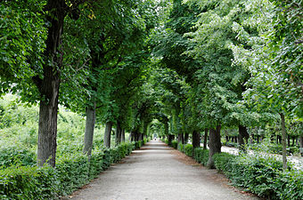 Une allée de tilleuls dans les jardins de Schönbrunn.